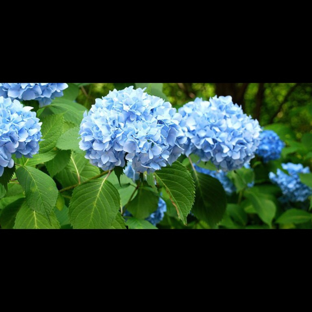 Meet your Posher, Ellen